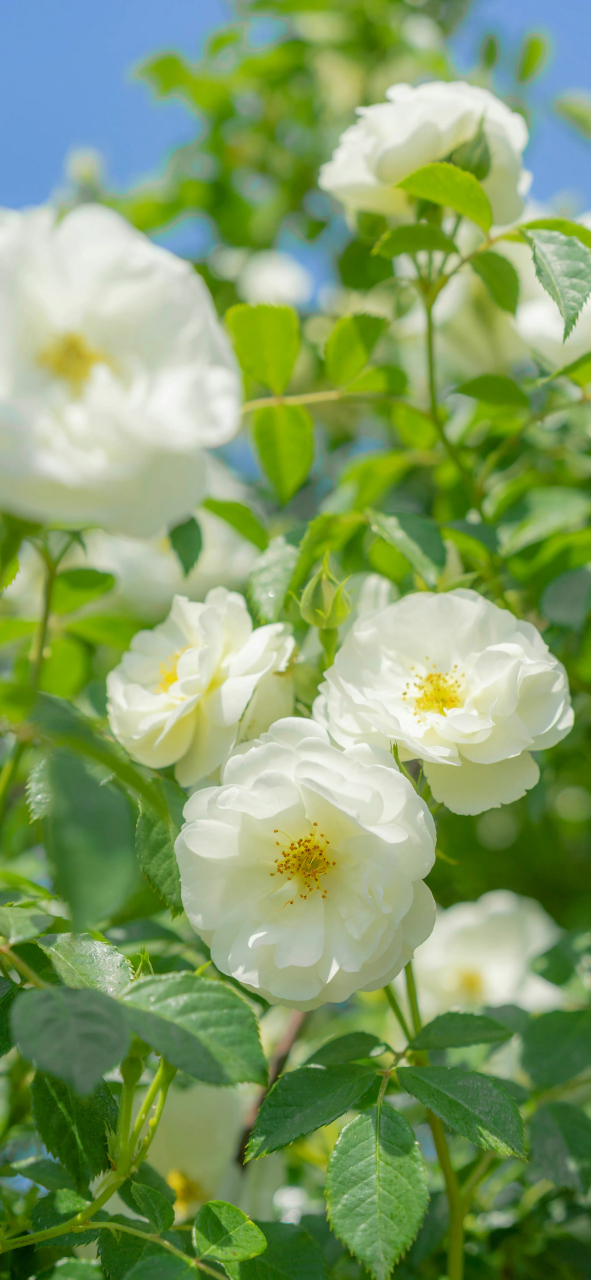 小清新蔷薇花高清手机壁纸7271 蔷薇花的花语 95白色蔷薇:象征
