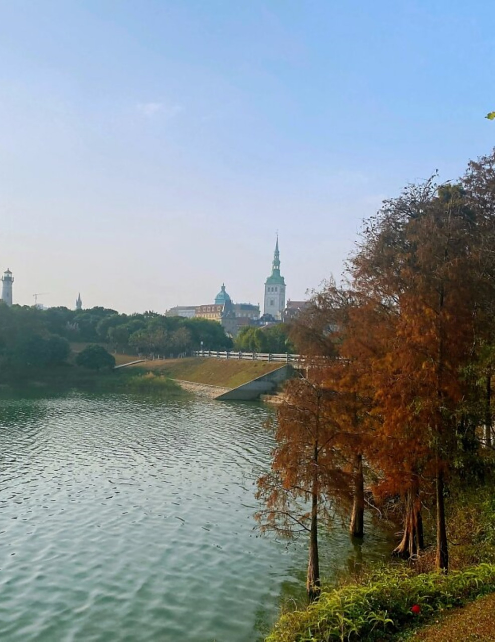 松山湖摸鱼-湖边秋日落叶羽杉  交通:深圳出发,开车导航松湖烟雨停车
