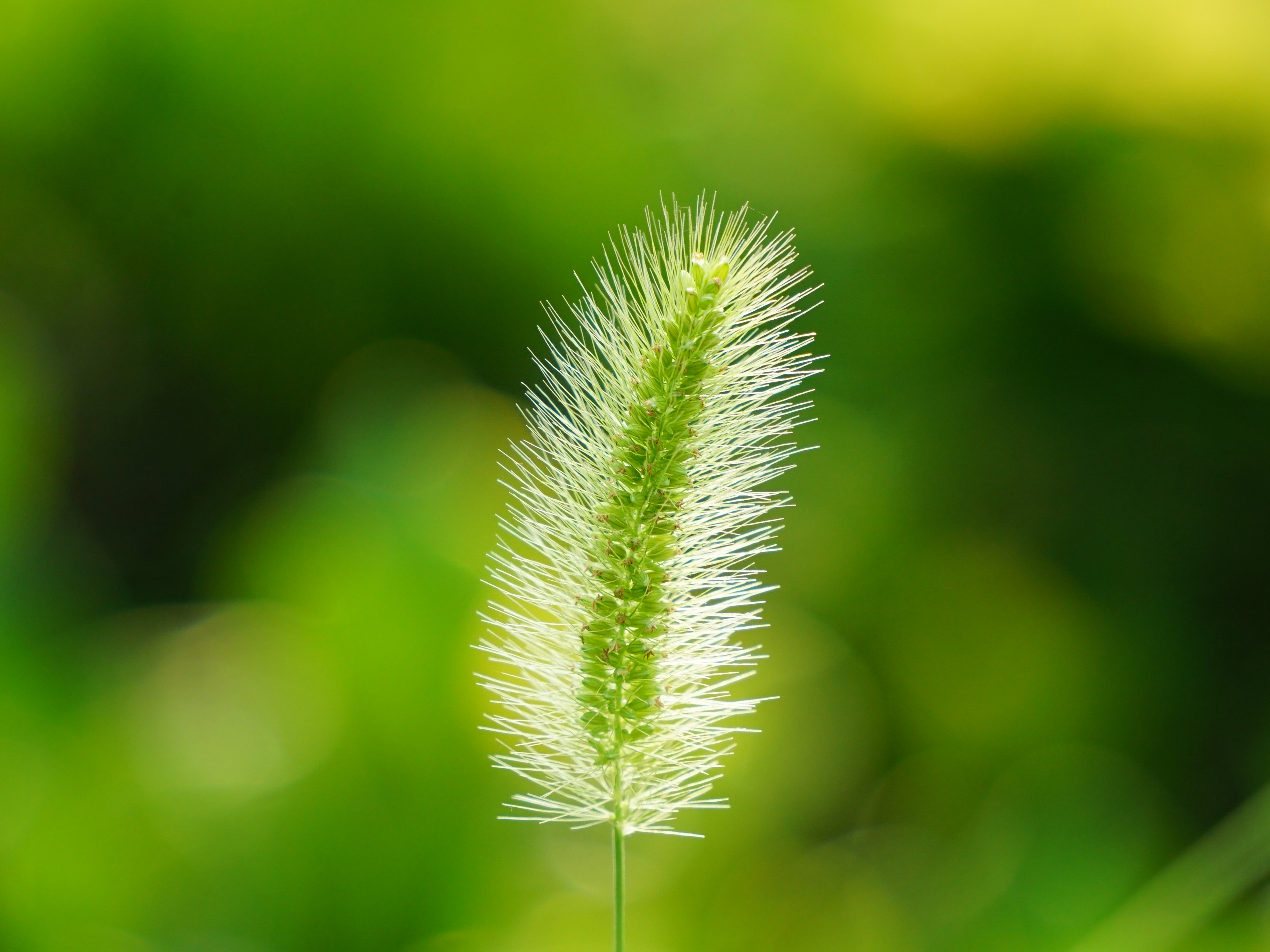 狗尾巴草美图图片