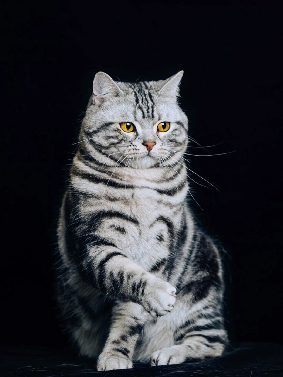我只是举起了相机 上海宠物摄影 猫咪写真  当我拿起相机时,他立刻