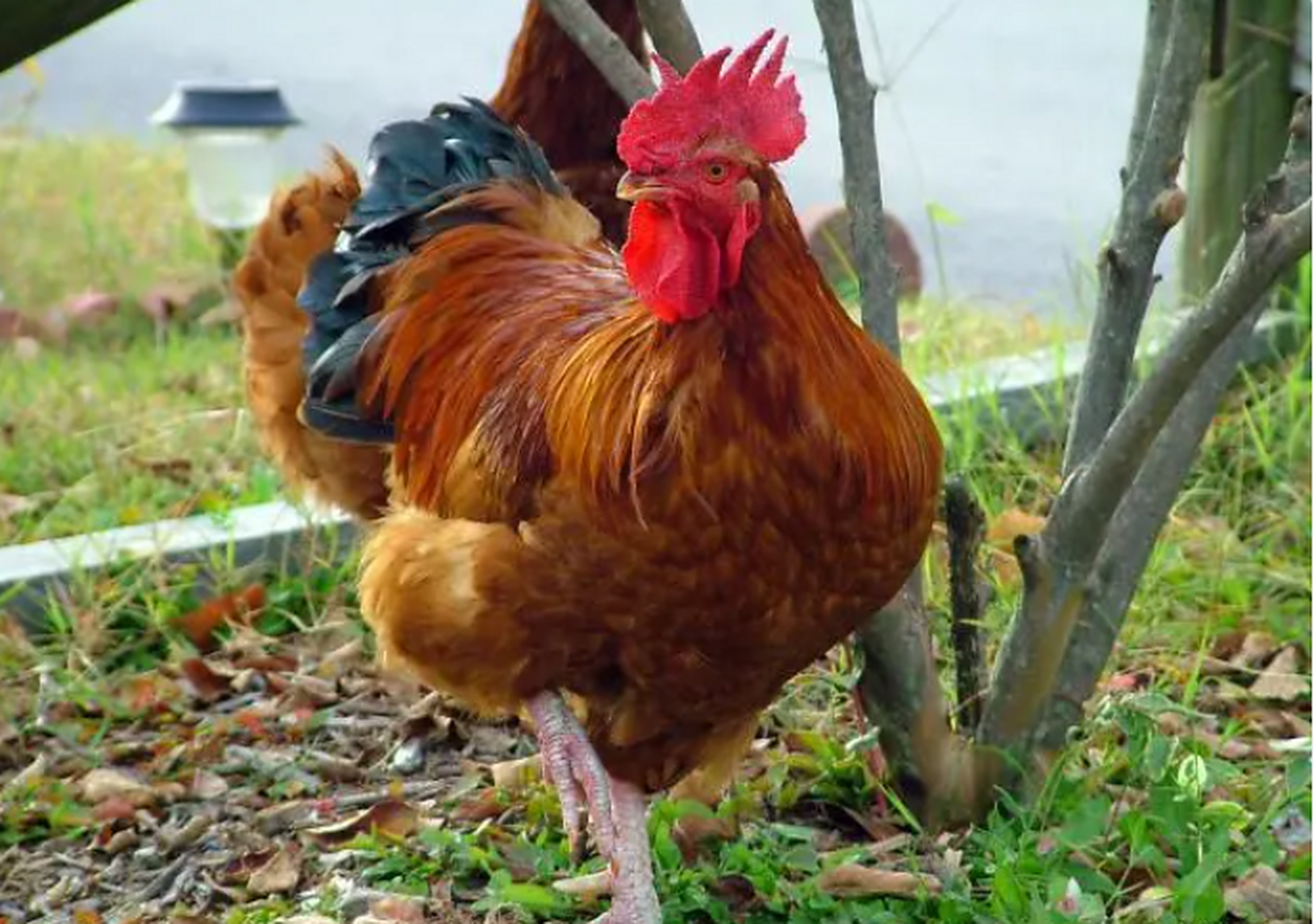 南丹瑶鸡,这可是一道美味佳肴!