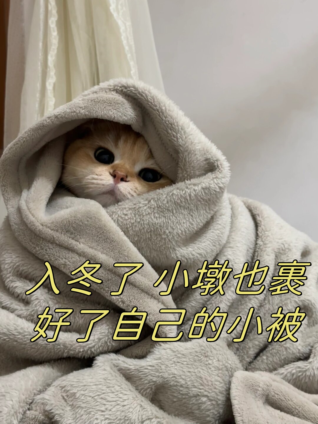 不仅仅是因为雪花飞舞的美景,还有家中那只冬天特别粘人的小猫