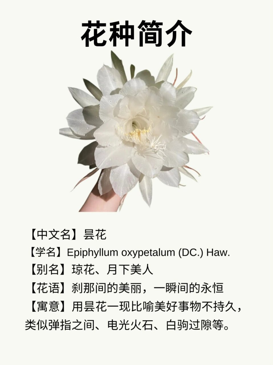 昙花的别称图片