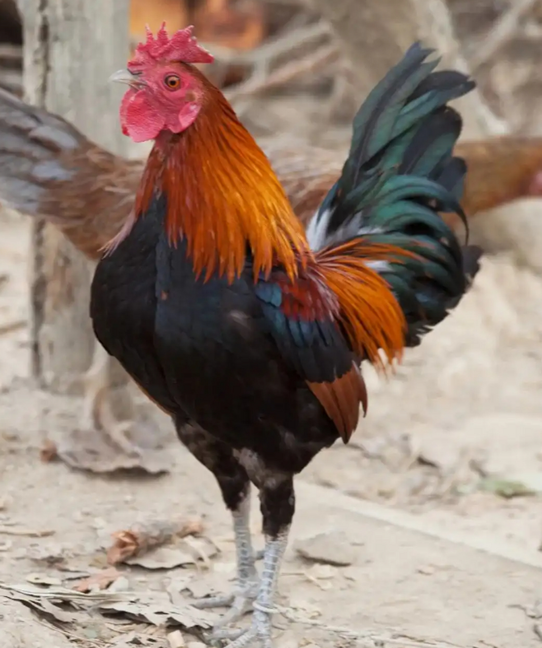 南丹瑶鸡,这可是一道美味佳肴!