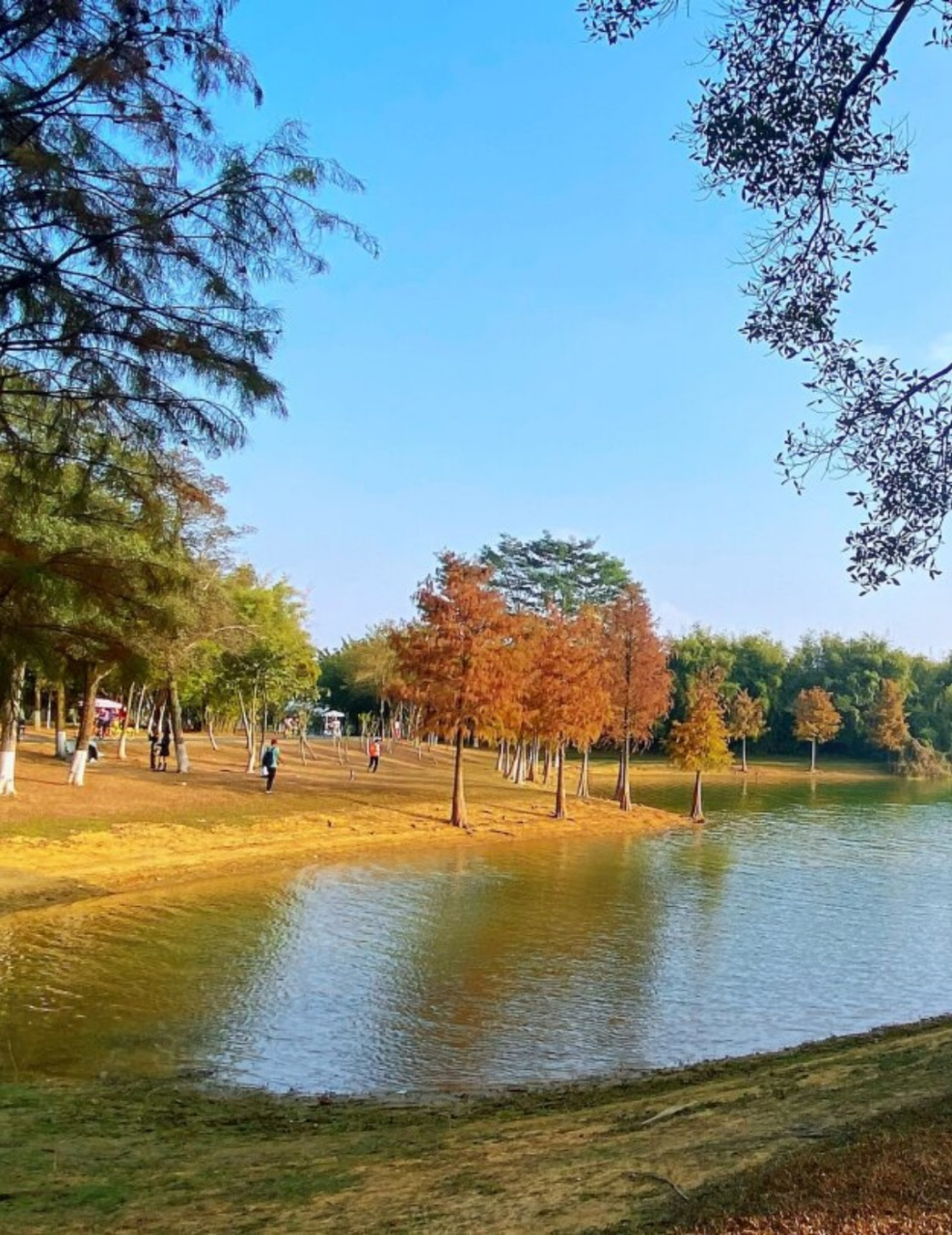 松山湖摸鱼-湖边秋日落叶羽杉  交通:深圳出发,开车导航松湖烟雨停车