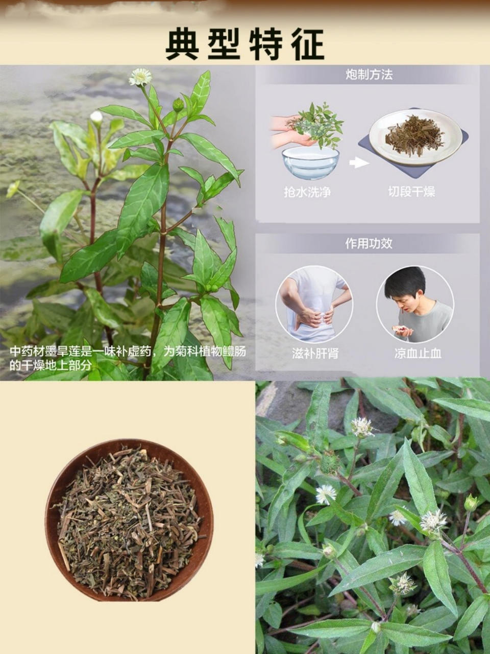 每天认识一味中药材花语 墨旱莲  墨旱莲,又称为旱莲草,黑墨草,是一种