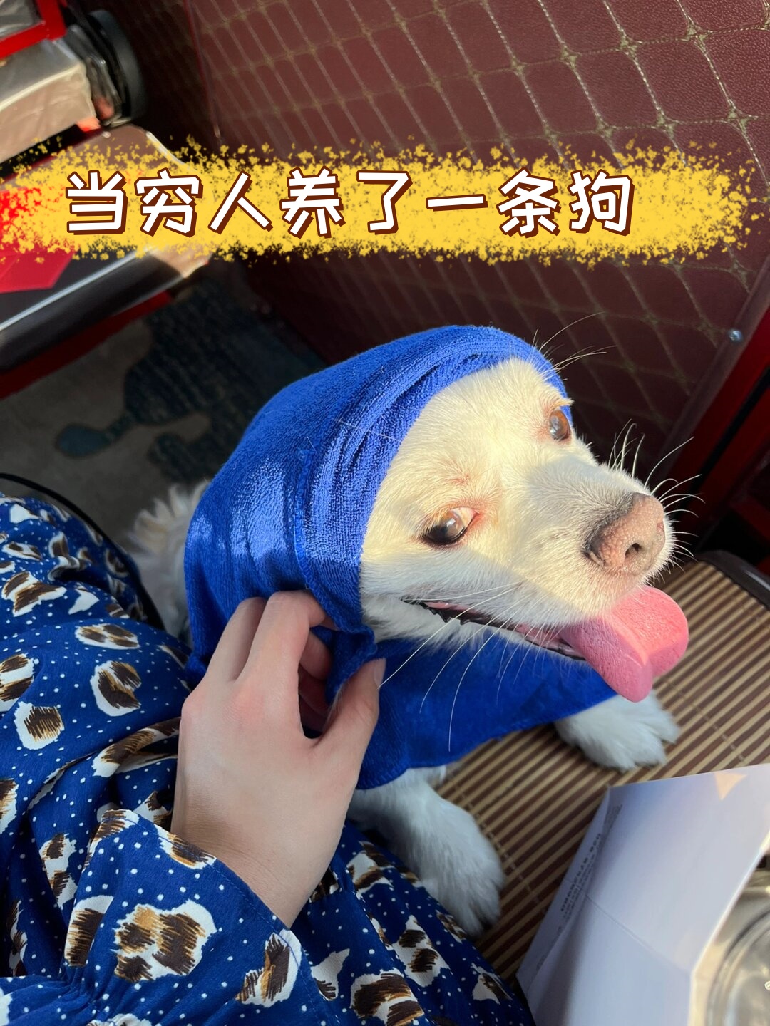 穷人家适合养什么宠物(穷人家适合养什么宠物狗)