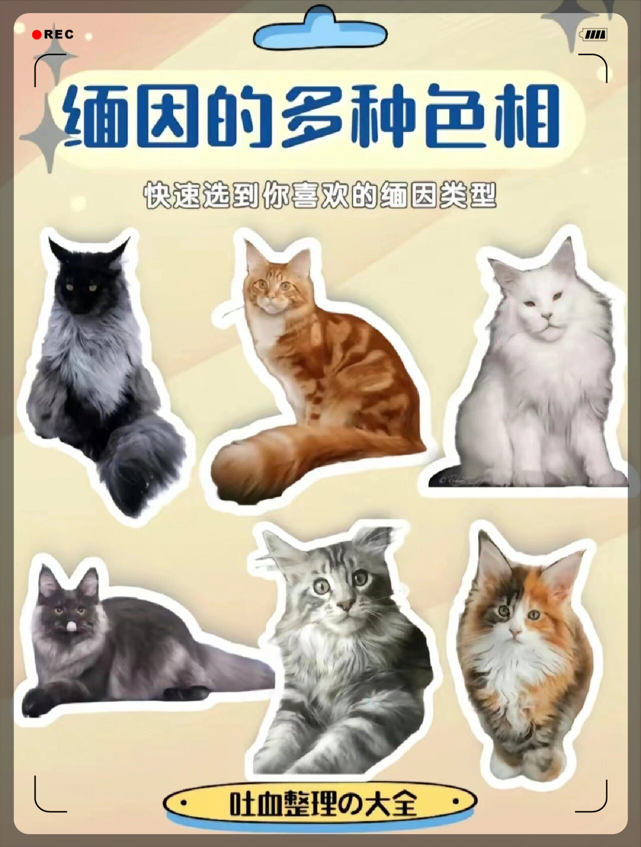 缅因猫花色分类图图片