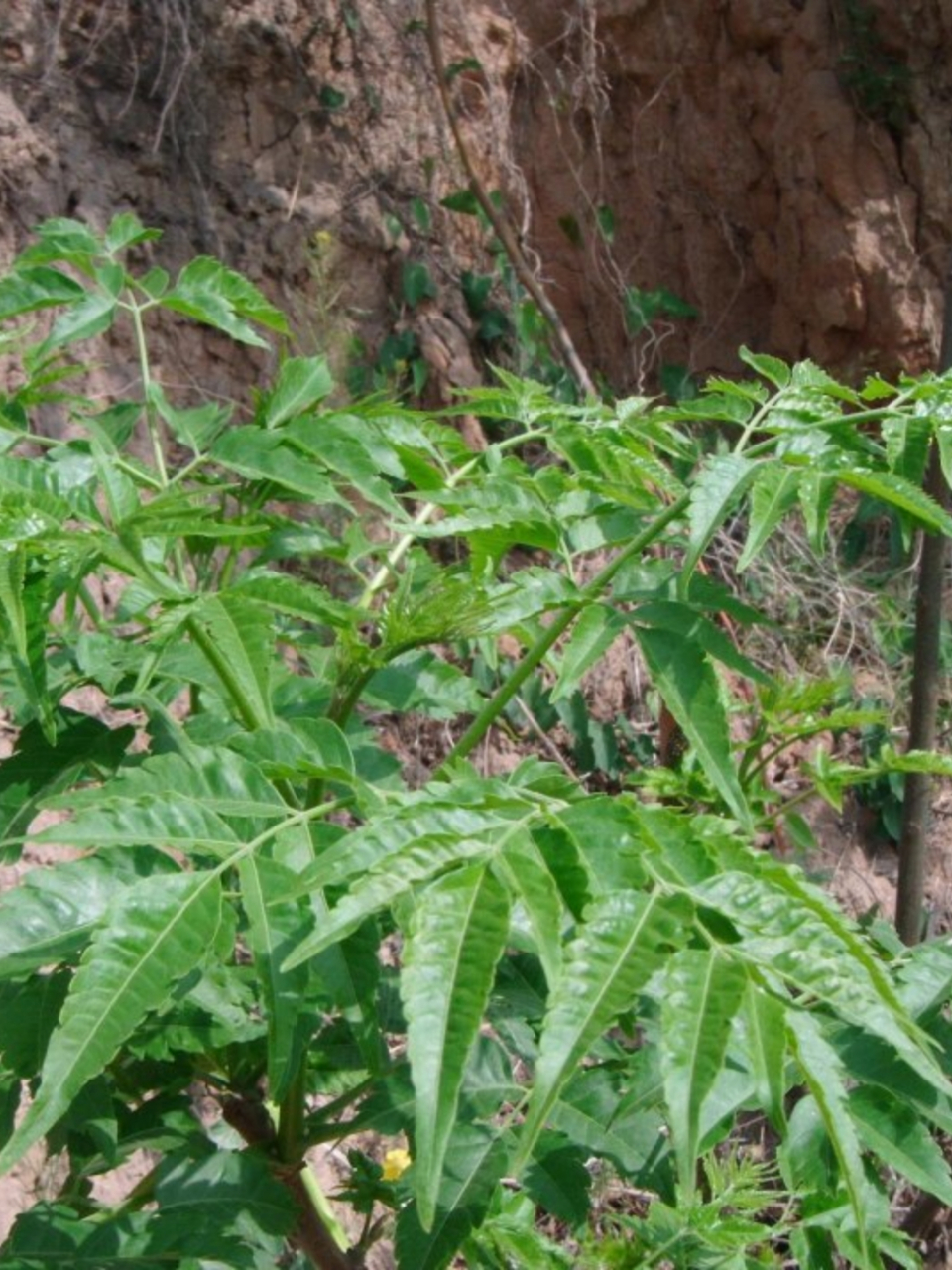 每天认识一种本草植物 五加皮  五加皮,又称为南五加皮,是一种常见的