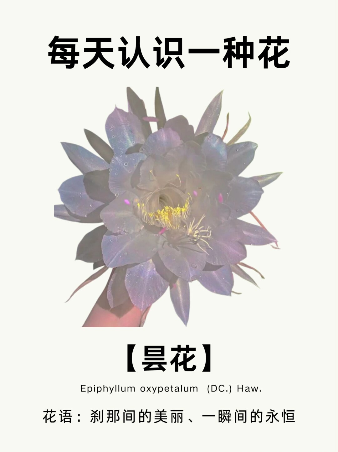 每天认识一种花 昙花  昙花,又被称为"月下美人",是一种极具魅力和