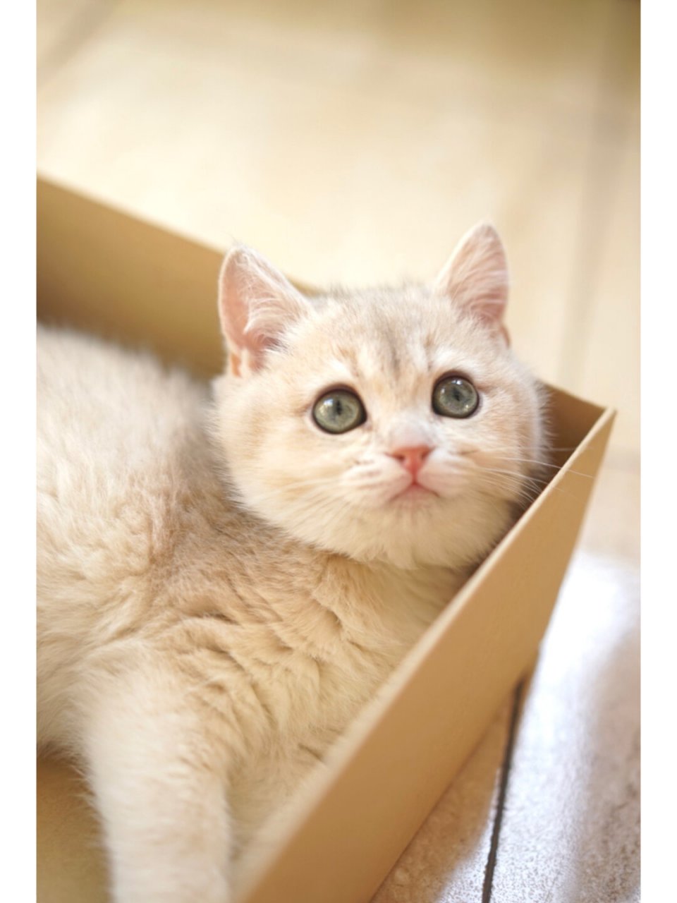 可爱的三个月大的小猫,终于可以拍摄一组写真啦!