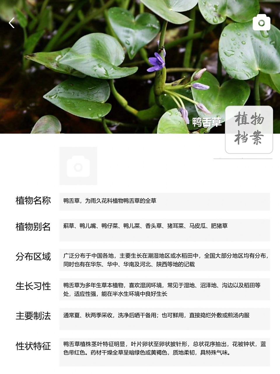 每天认识一味中草药 鸭舌草  鸭舌草,雨久花科植物的全草,别称丰富,如