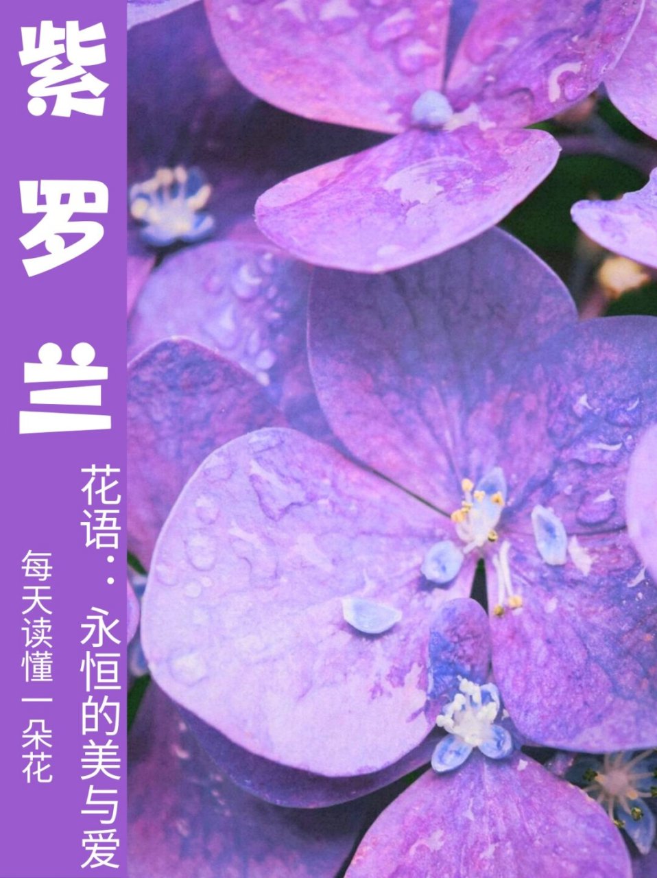 紫色紫罗兰的花语图片