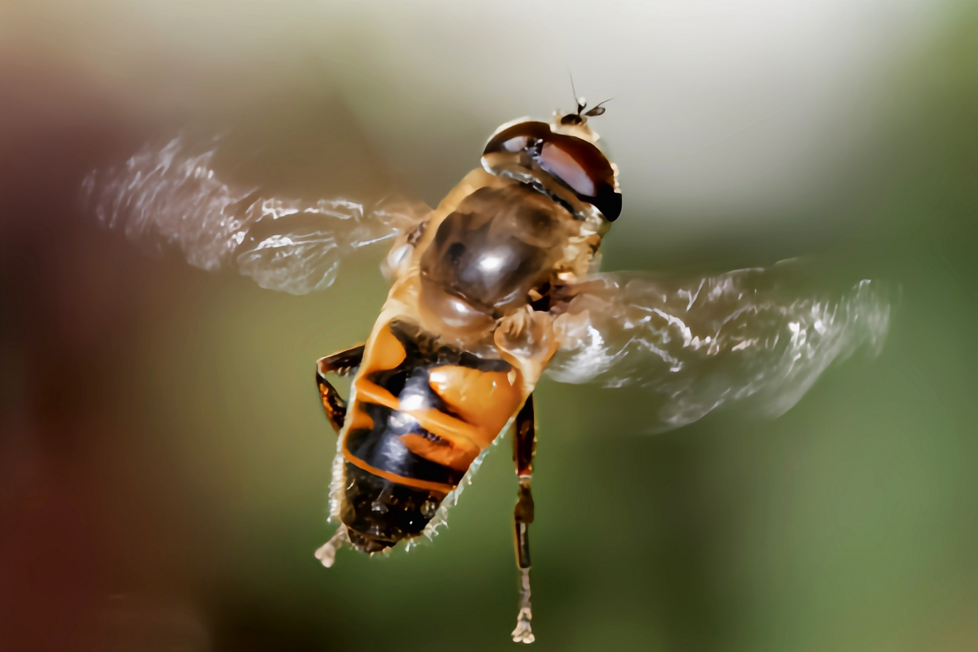 跨年创作挑战赛# 蜂蝇别名花虻,食蚜蝇,外形与蜜蜂相似.