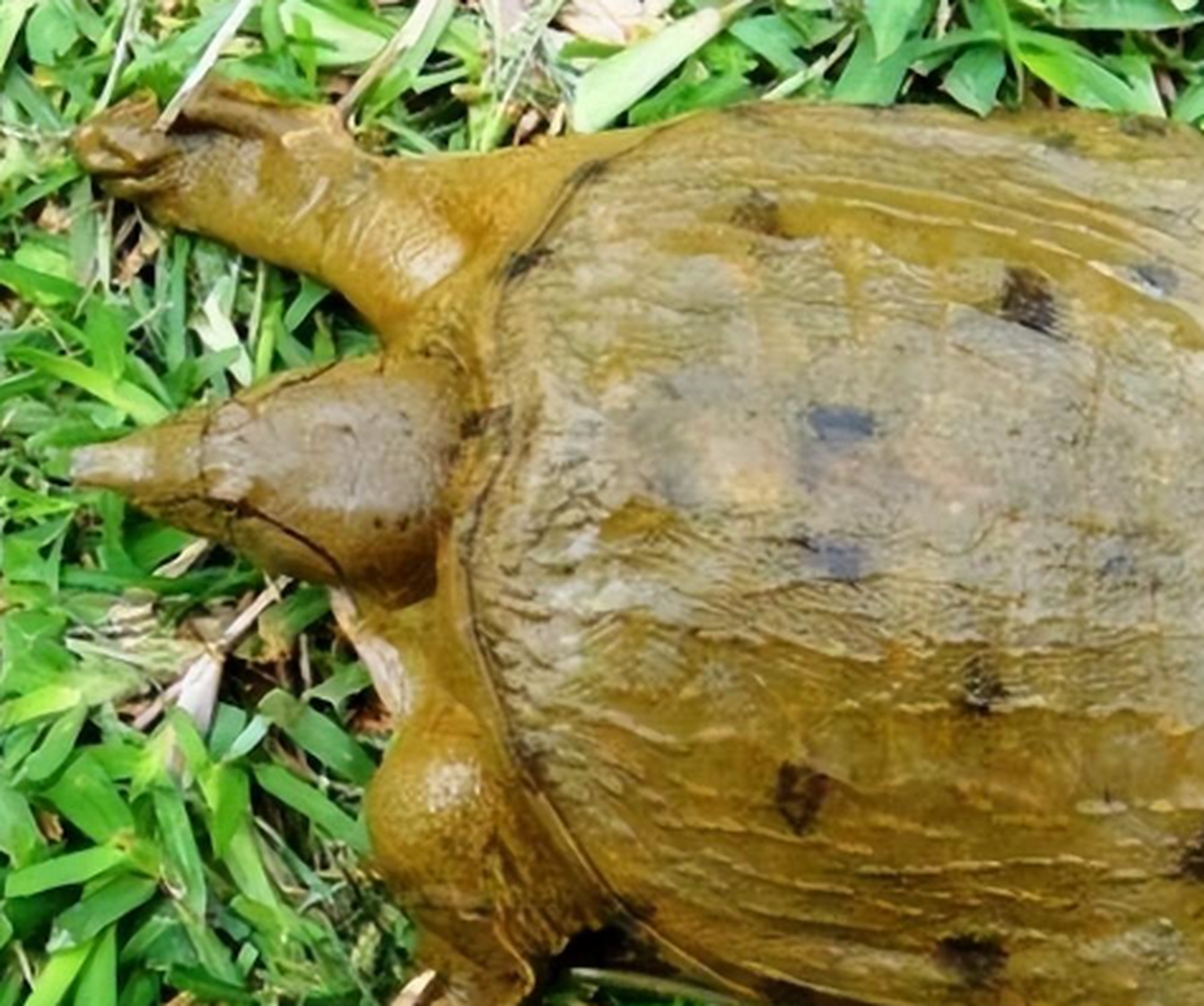 —山瑞鳖,体型巨大,头部硕大,壳呈三角形