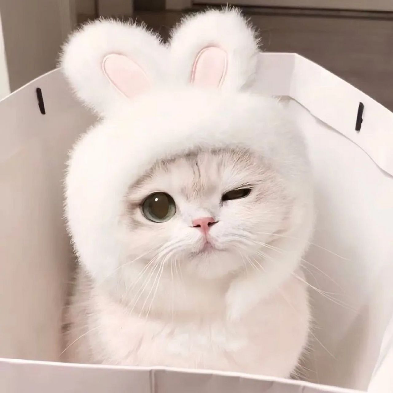 头像 | 超可爱奶呼呼的头像 快存上!