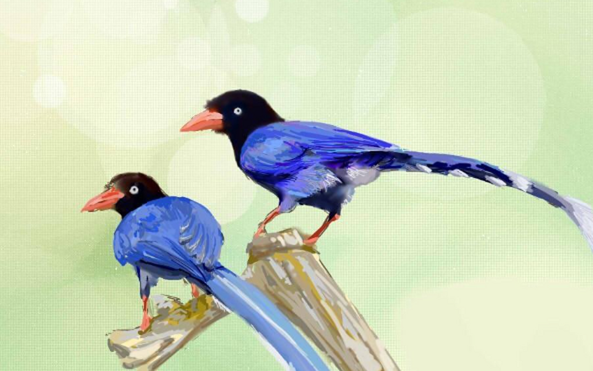 它们是社会性鸟类,以群体形式生活,合作筑巢和迁徙