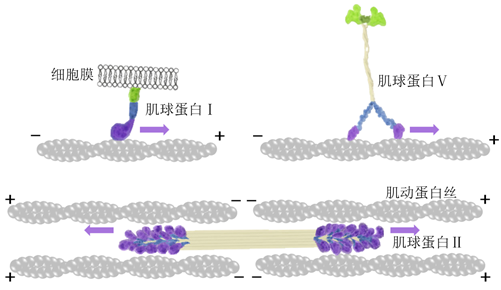 生物生命活动驱动者——与人类健康息息相关的分子马达(一)
