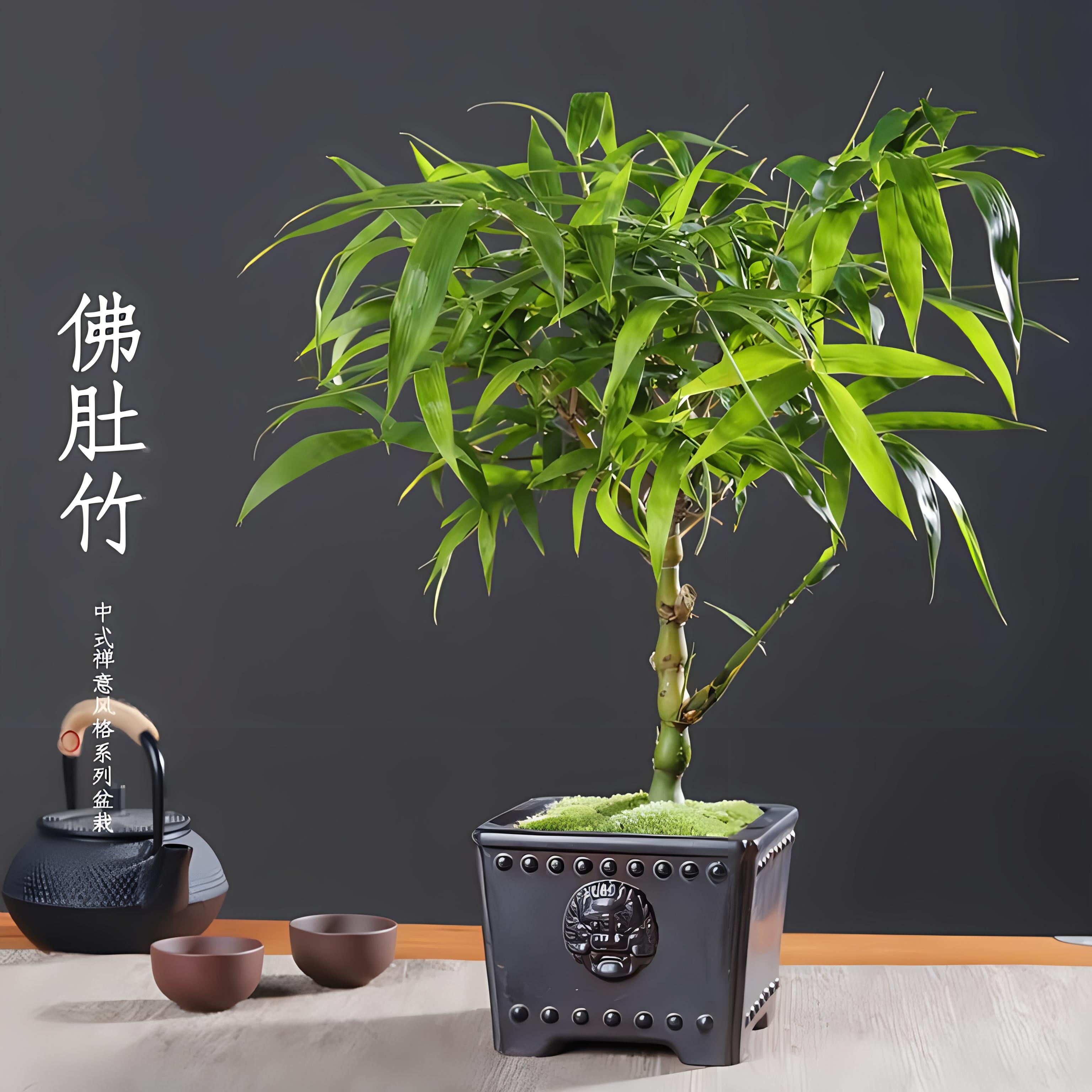 带你了解养盆栽佛肚竹那点事