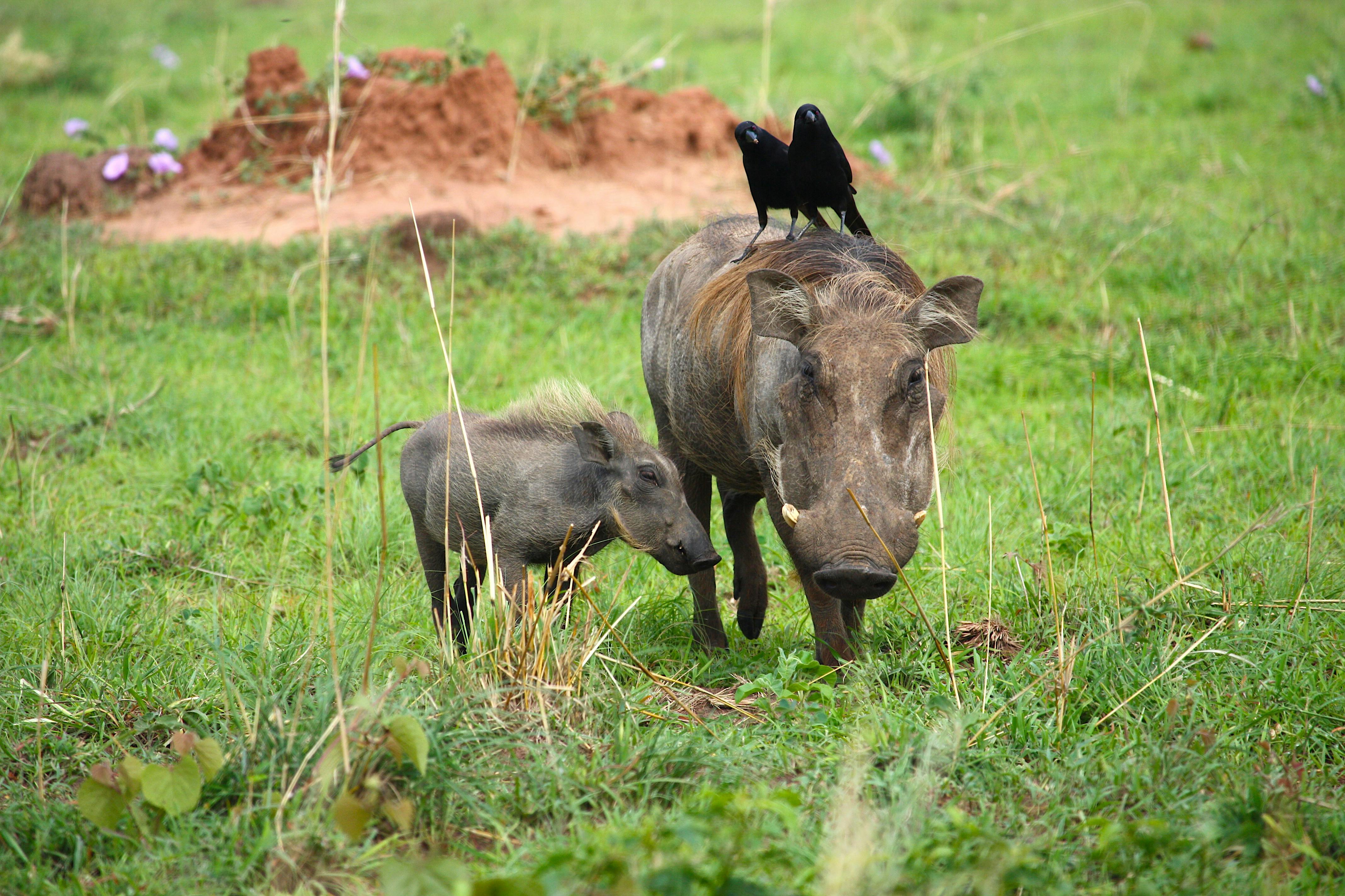 野猪泛滥是世界性问题!身为野猪一员,印尼野猪却为何几近灭绝?