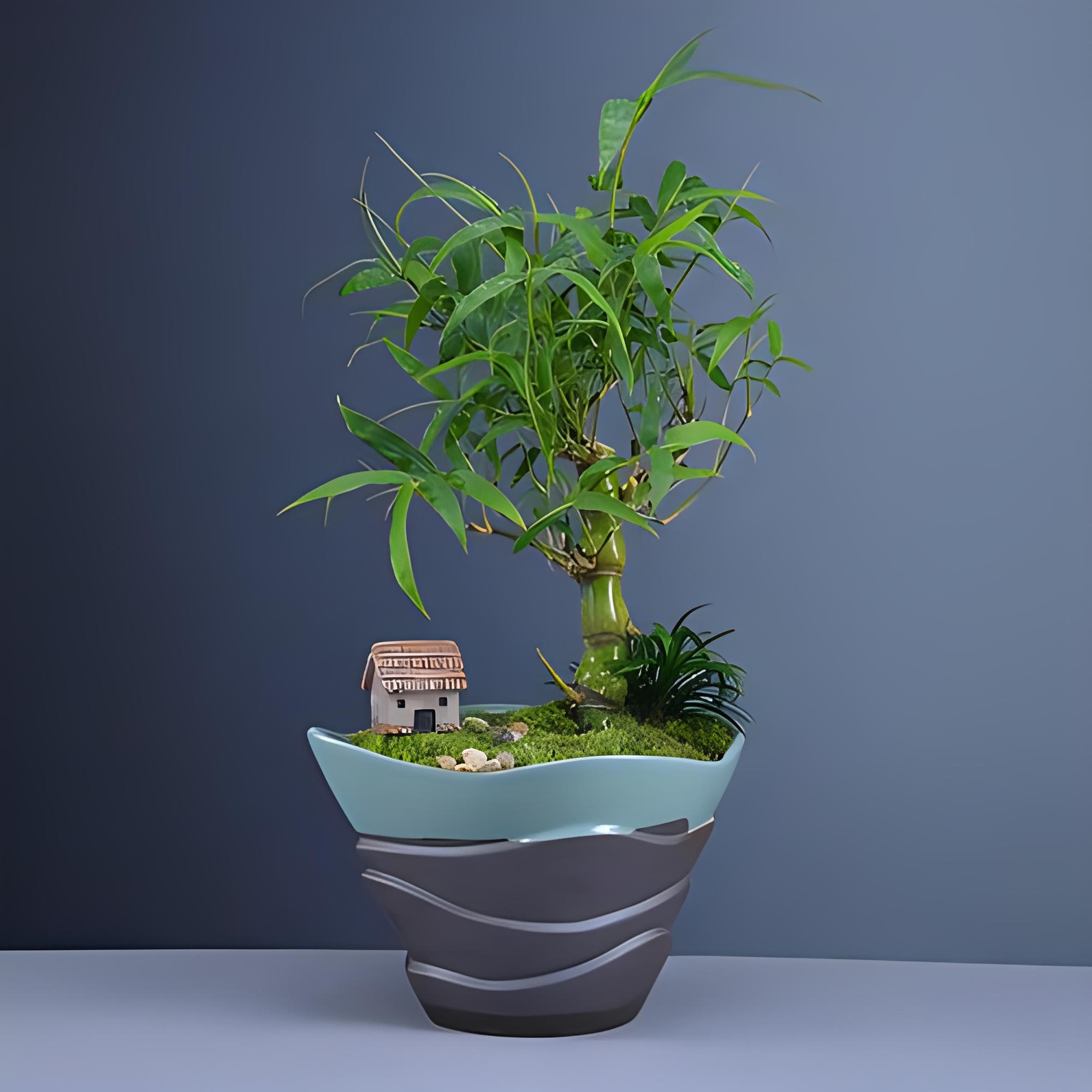 带你了解养盆栽佛肚竹那点事