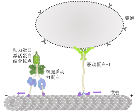 生物生命活动驱动者——与人类健康息息相关的分子马达(一)