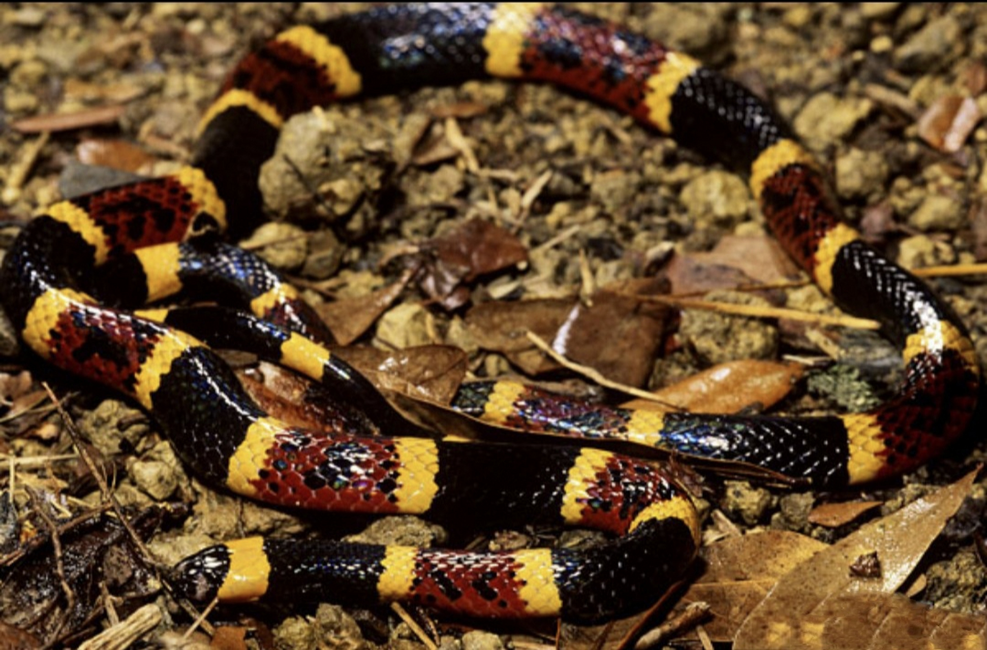 跨年创作挑战赛# 金黄珊瑚蛇分布于北美洲美国南部及东南部,墨西哥