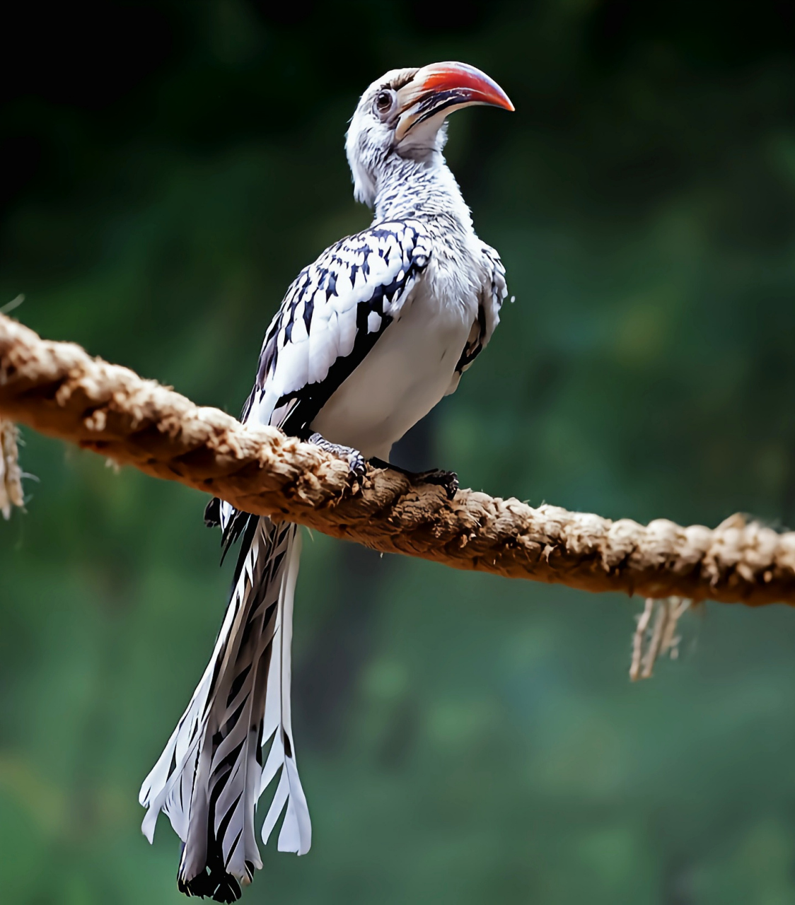 跨年创作挑战赛# 红嘴弯嘴犀鸟分布于非洲中南部地区,包括阿拉伯半岛
