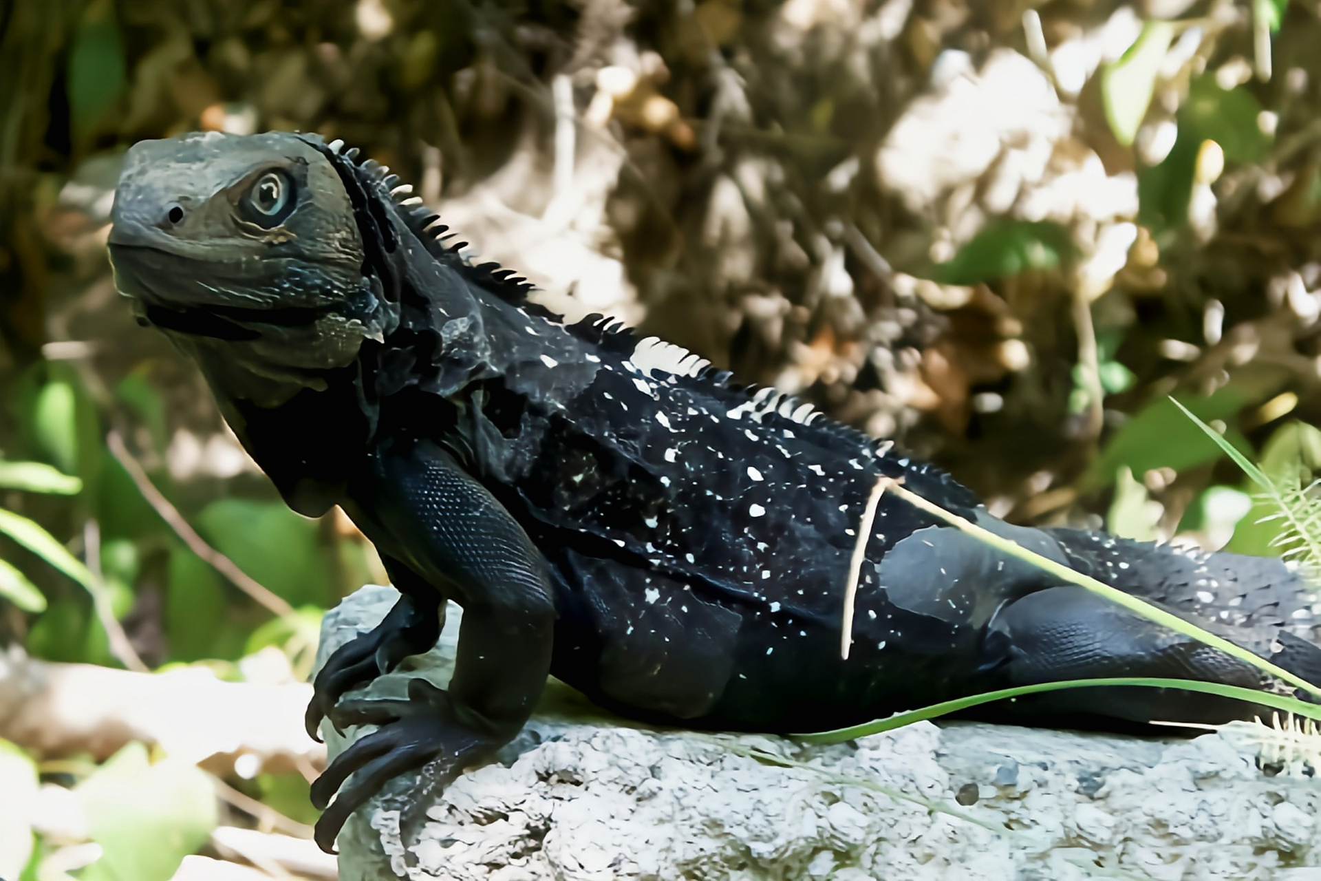 跨年创作挑战赛# 罗拉坦刺尾鬣蜥是北美洲洪都拉斯的特有物种,分布于