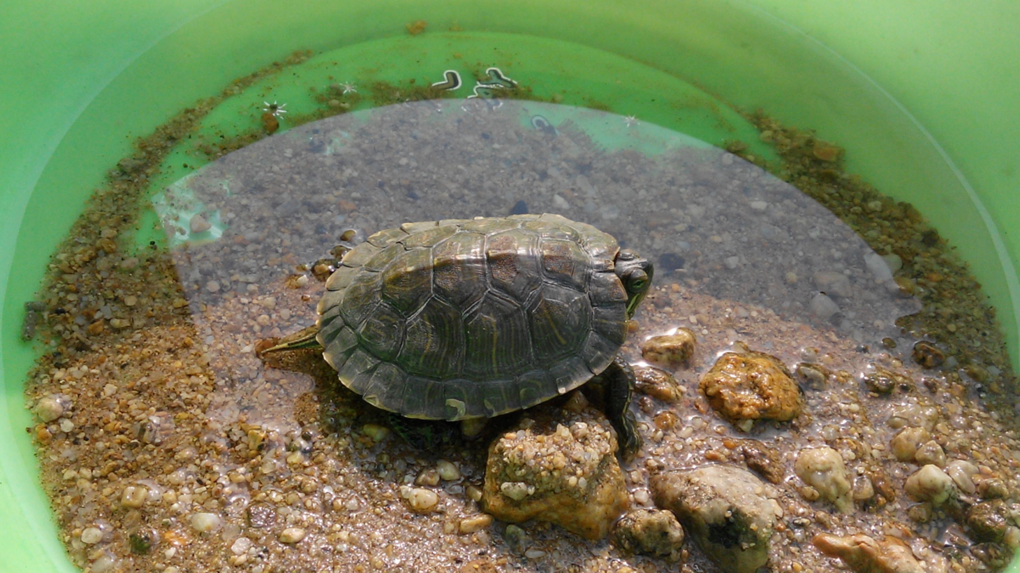 乌龟,甲鱼,王八,与鳖的区别,你真的了解吗?