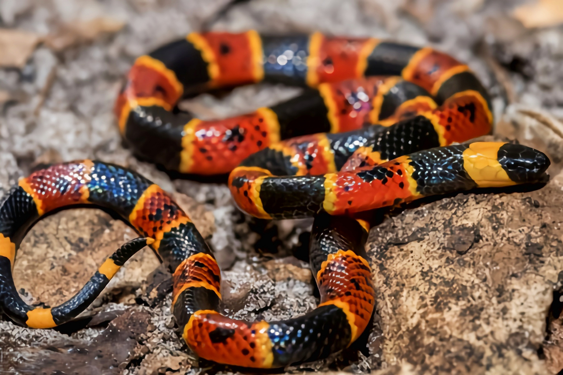 跨年创作挑战赛# 金黄珊瑚蛇分布于北美洲美国南部