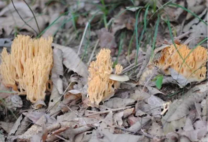 鸡爪菌好吃吗?怎么做最好吃?