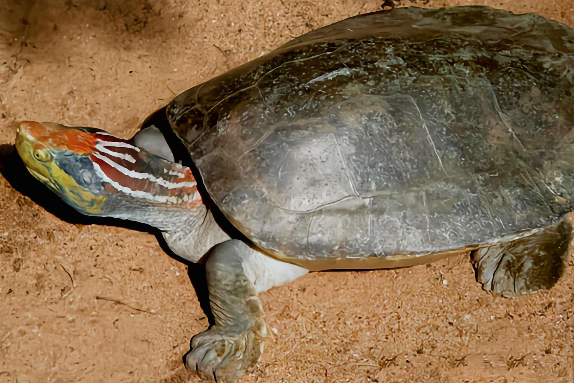 雄龟成年后,头顶变成鲜艳的红色,眼部后方会出现两道黄色条纹,其余部