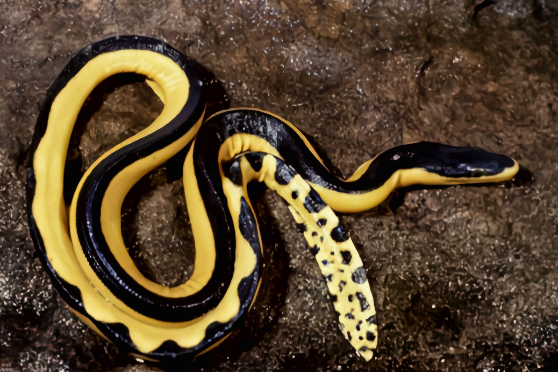 跨年创作挑战赛# 长吻海蛇别名黄腹海蛇,分布于亚洲东南一带的沿海