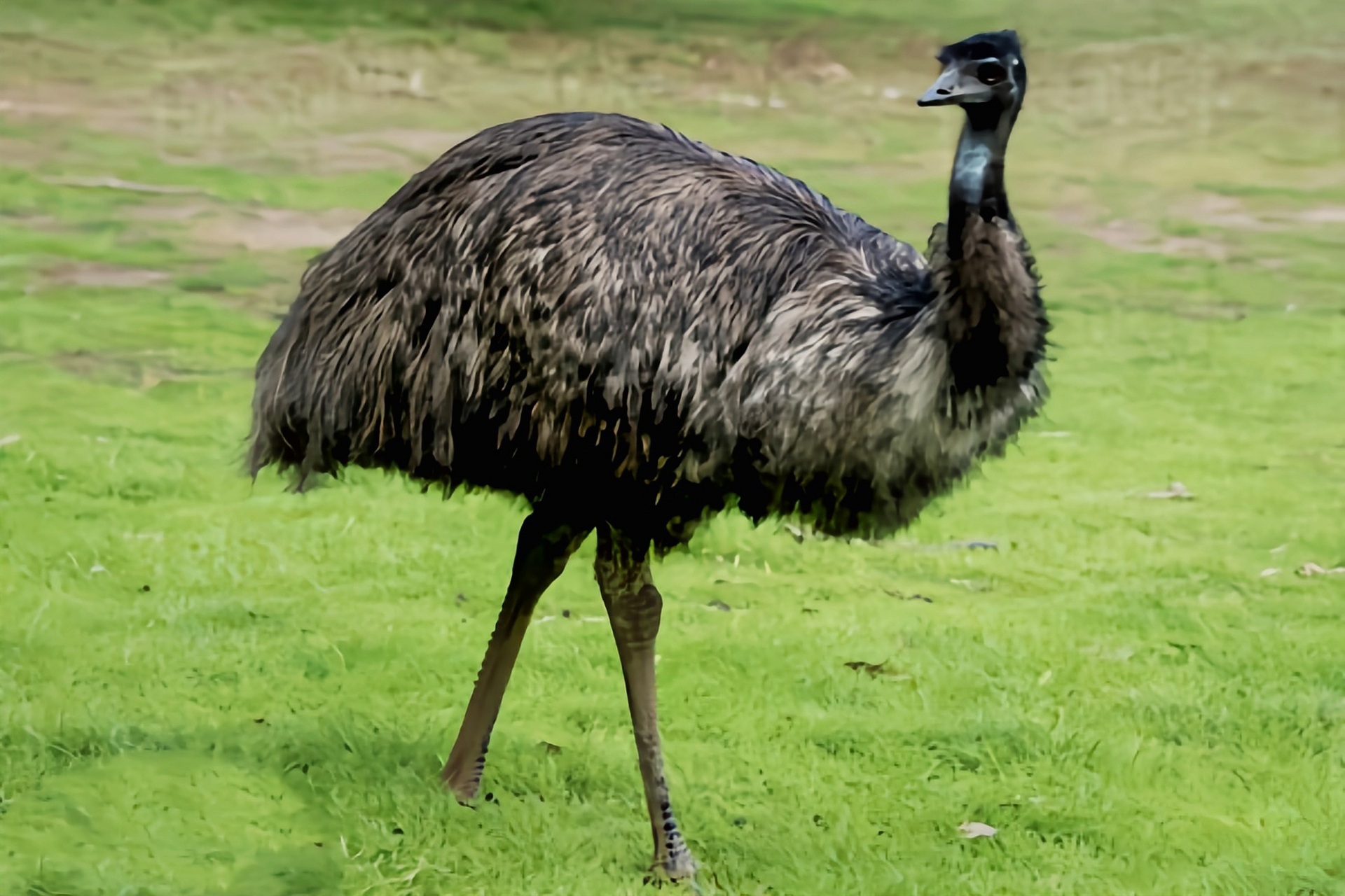 鸸鹋别名澳洲鸵鸟,是世界上最古老的鸟类之一,澳大利亚国鸟