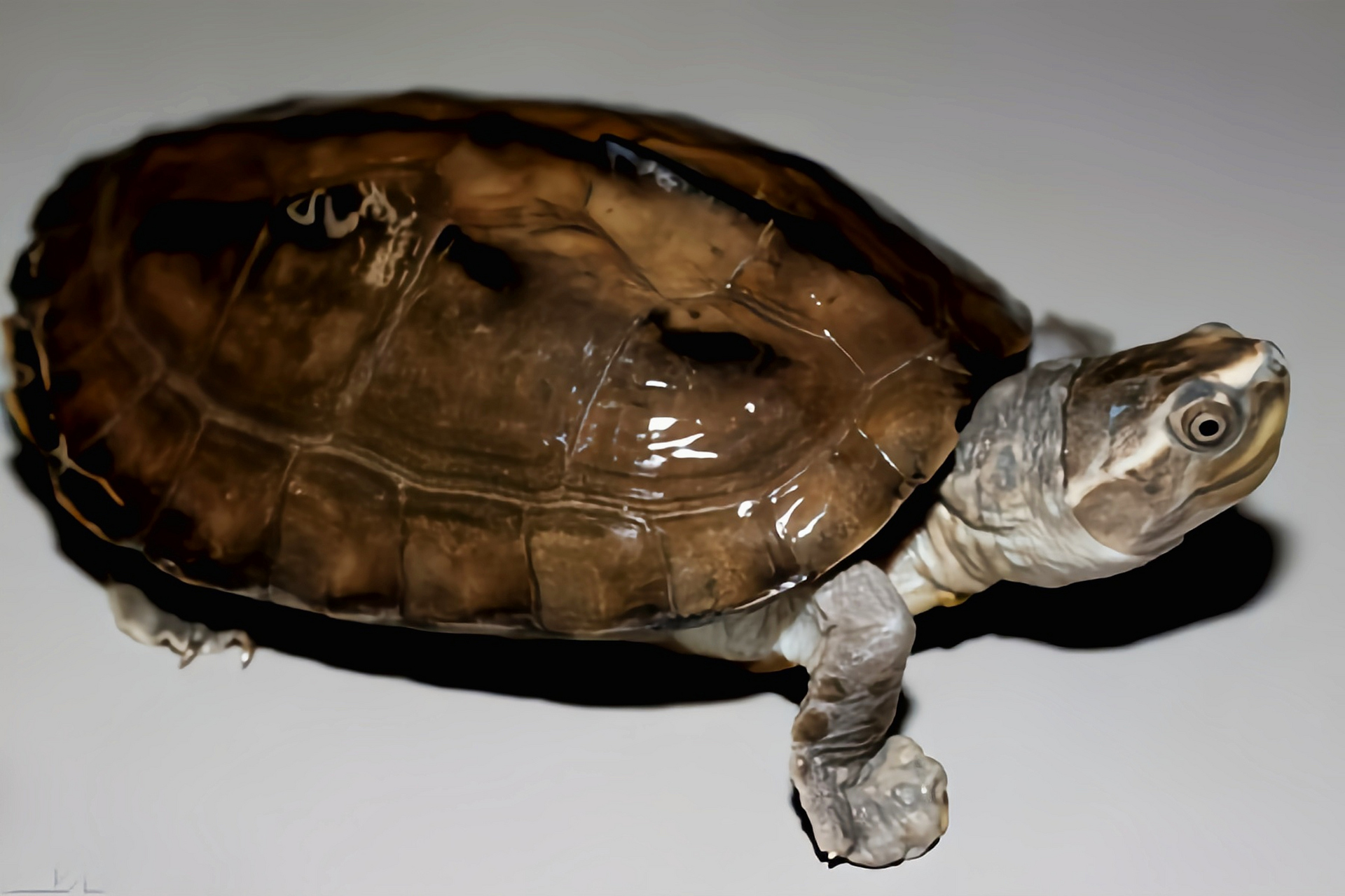雄龟成年后,头顶变成鲜艳的红色,眼部后方会出现两道黄色条纹,其余部