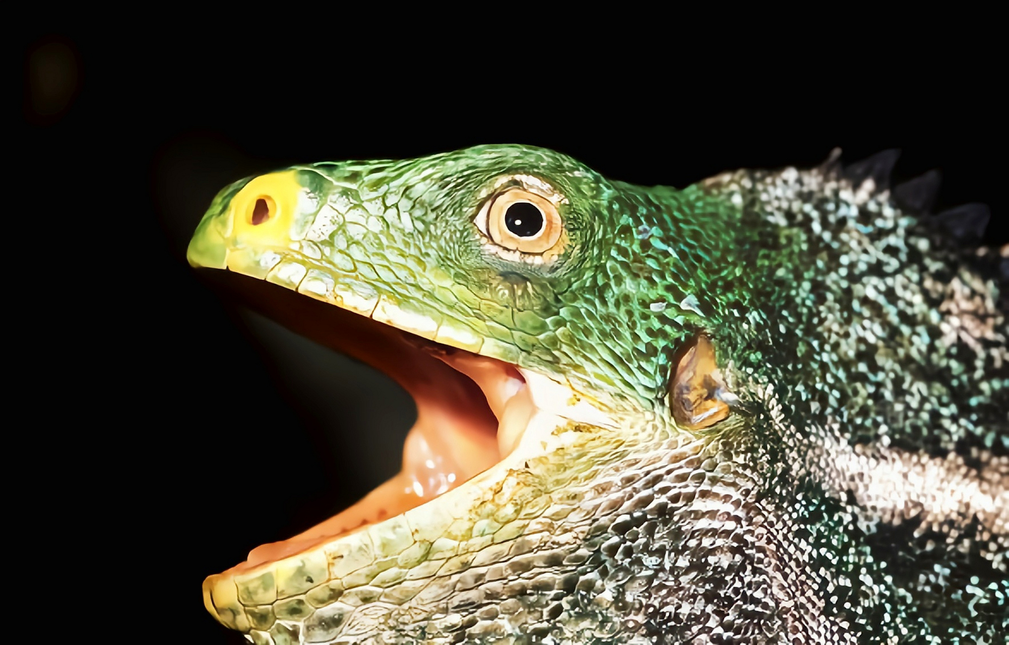 跨年创作挑战赛# 斐济大鬣蜥别名斐济冠状鬣蜥,栖息于亚洲斐济群岛