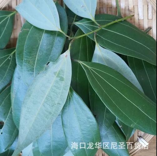 香叶树,顾名思义,它的叶子很有香味儿,也就是我们买来的香叶,我们用它