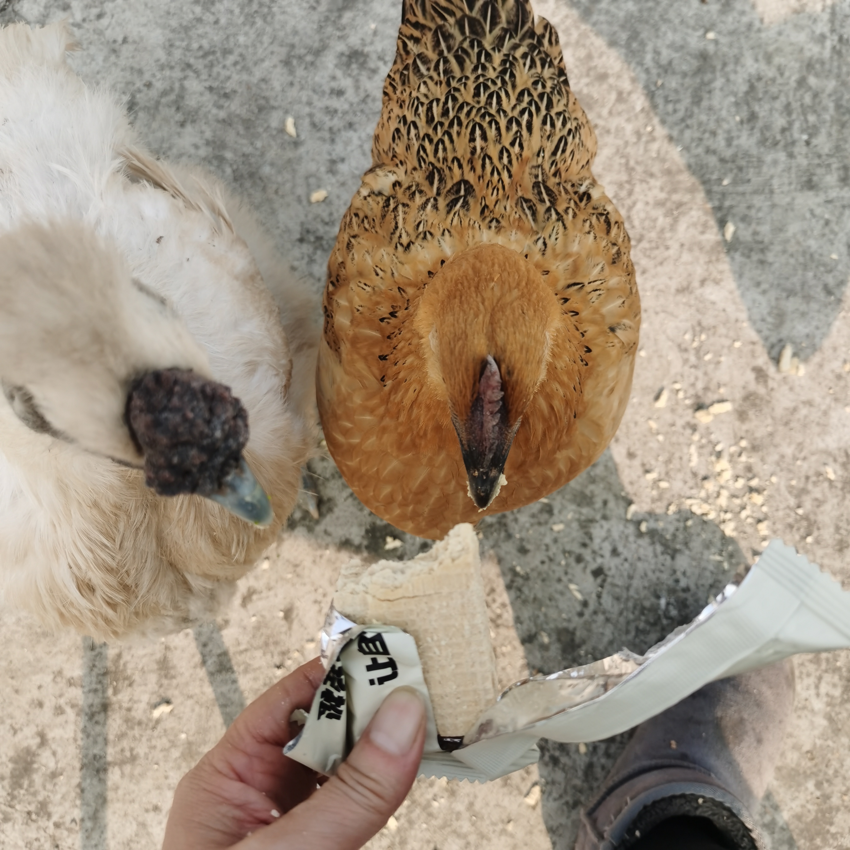 看着这个小鸡,我动了s心