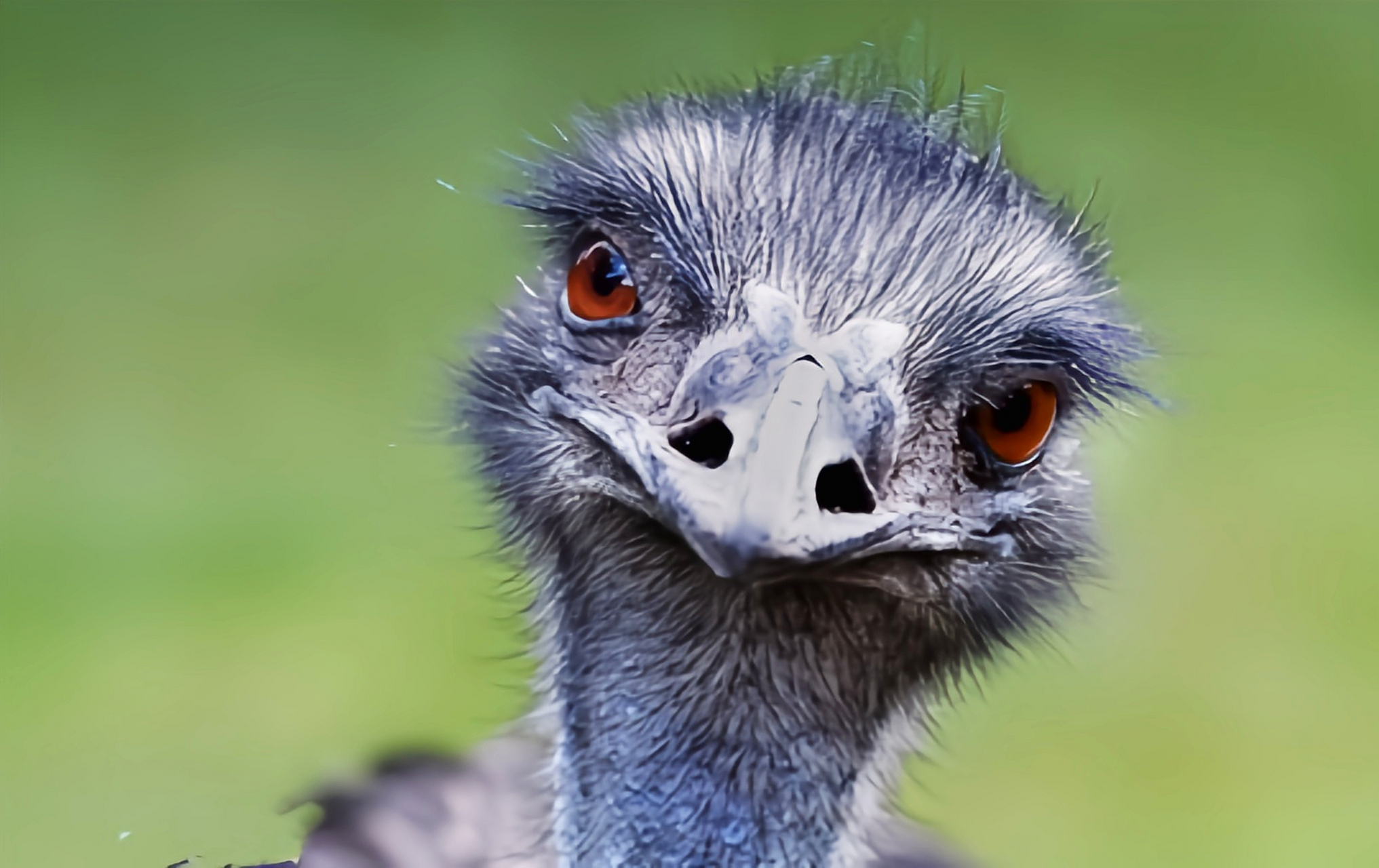 跨年创作挑战赛# 鸸鹋别名澳洲鸵鸟,是世界上最古老的鸟类之一