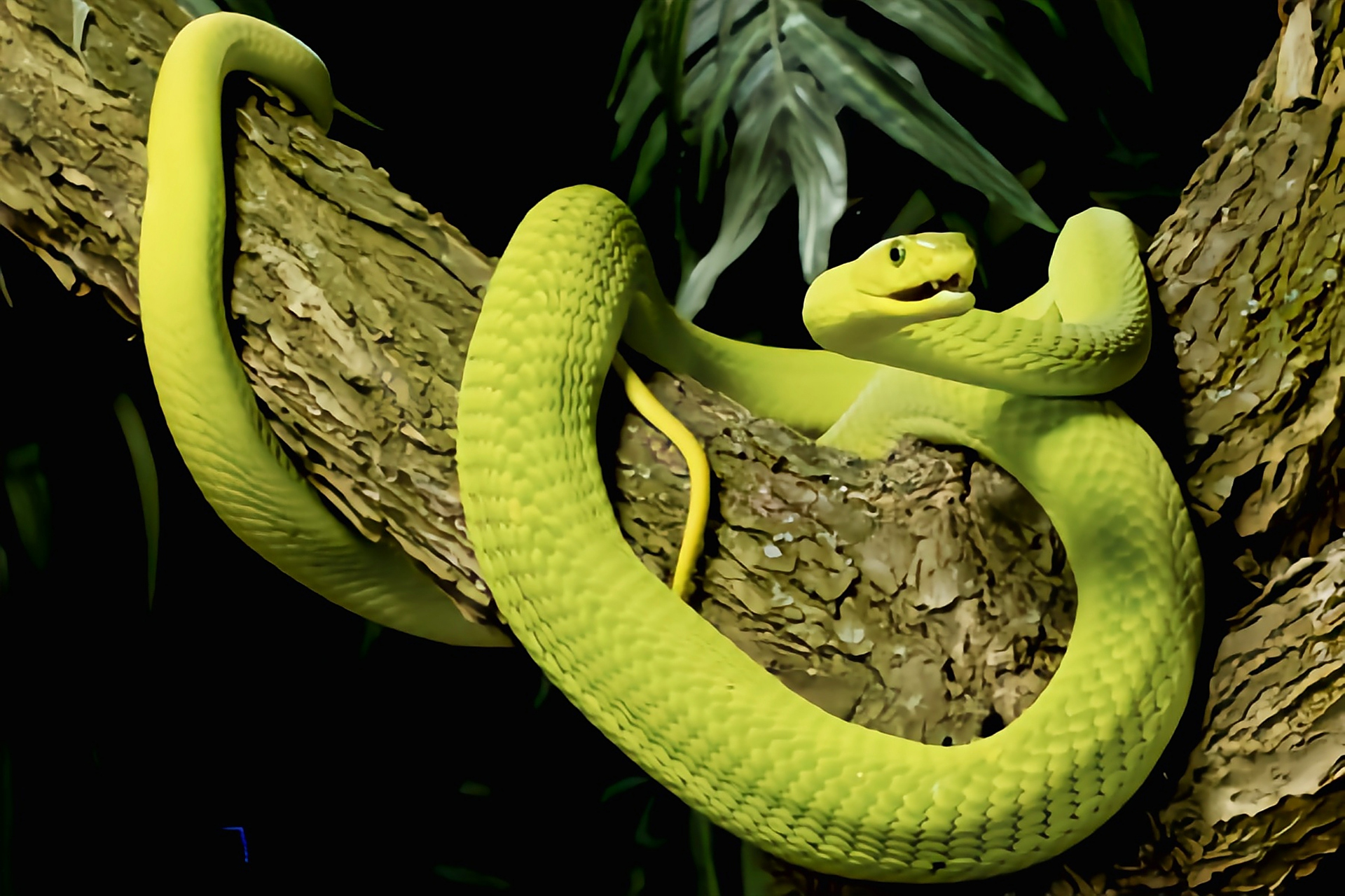 跨年创作挑战赛# 东非绿曼巴蛇分布于非洲东南部丛林地区,具有高度的