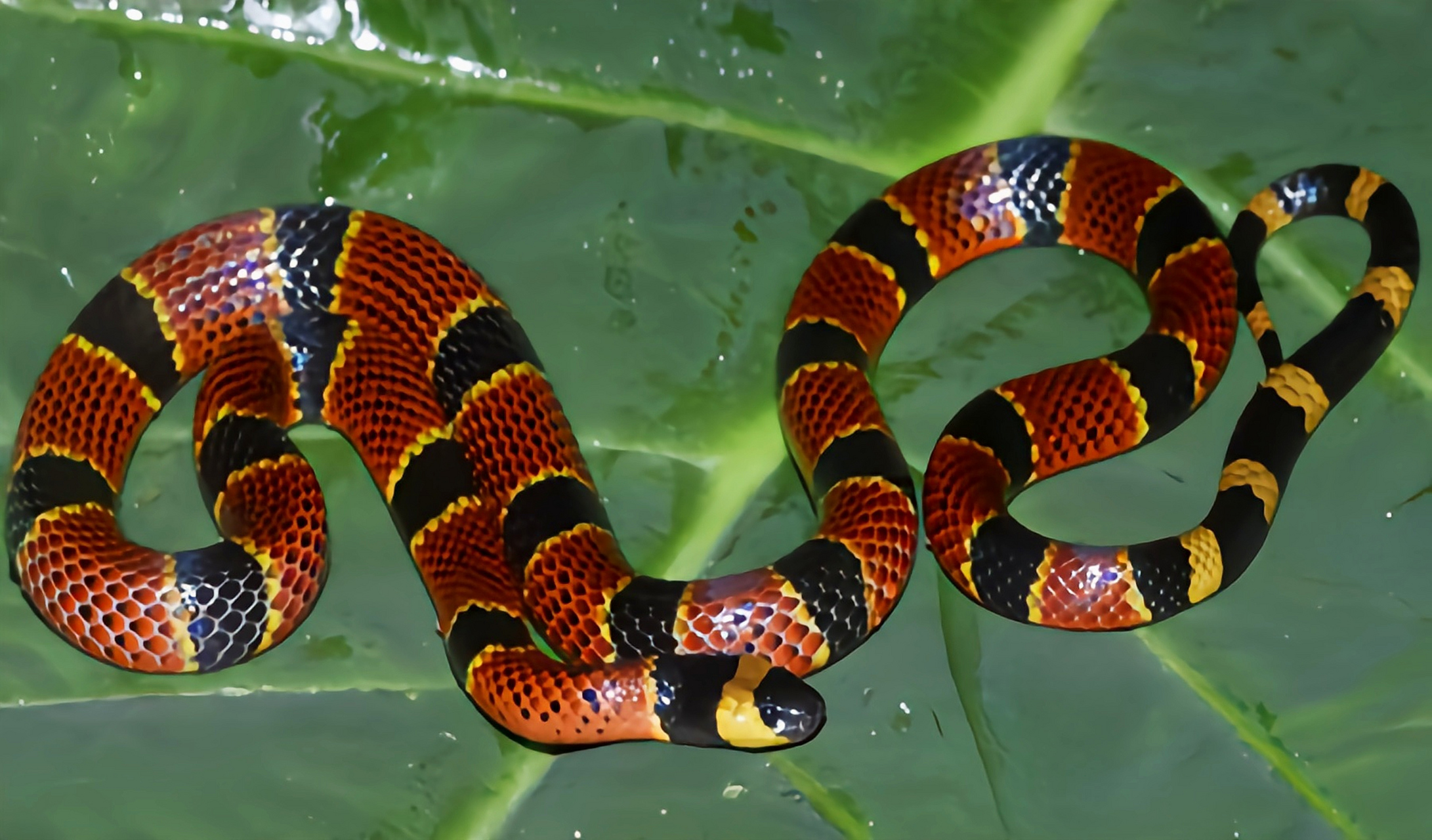 跨年创作挑战赛# 科利马珊瑚蛇分布于南美洲亚马逊流域的热带雨林