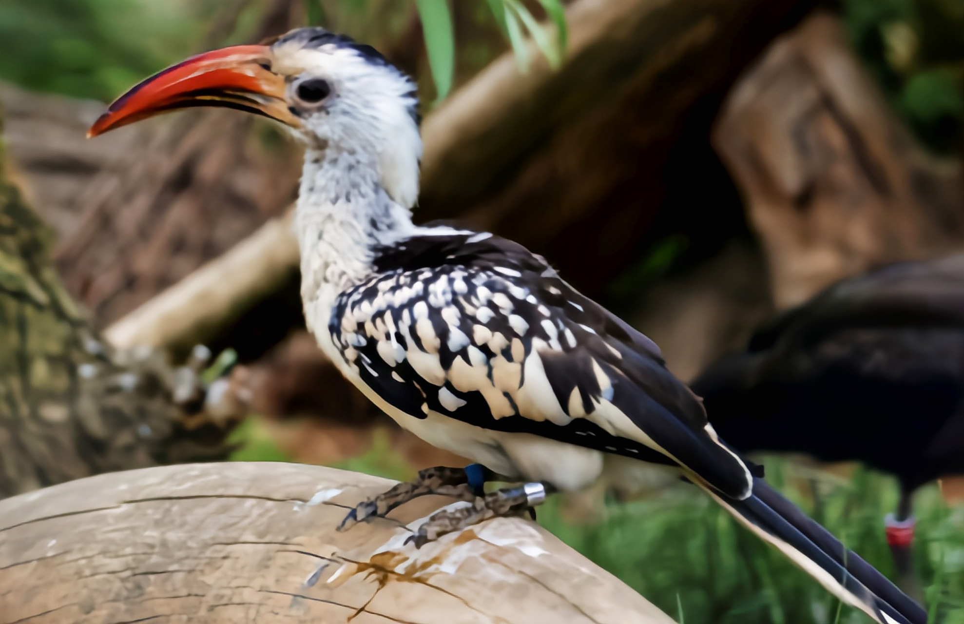 跨年创作挑战赛# 红嘴弯嘴犀鸟分布于非洲中南部地区,包括阿拉伯半岛