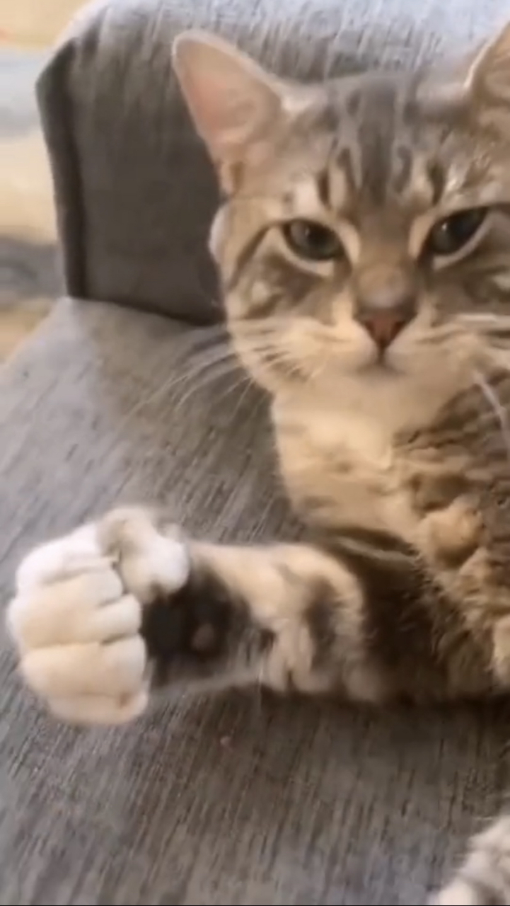 学着握拳的猫猫,来看看它的大拳头👊