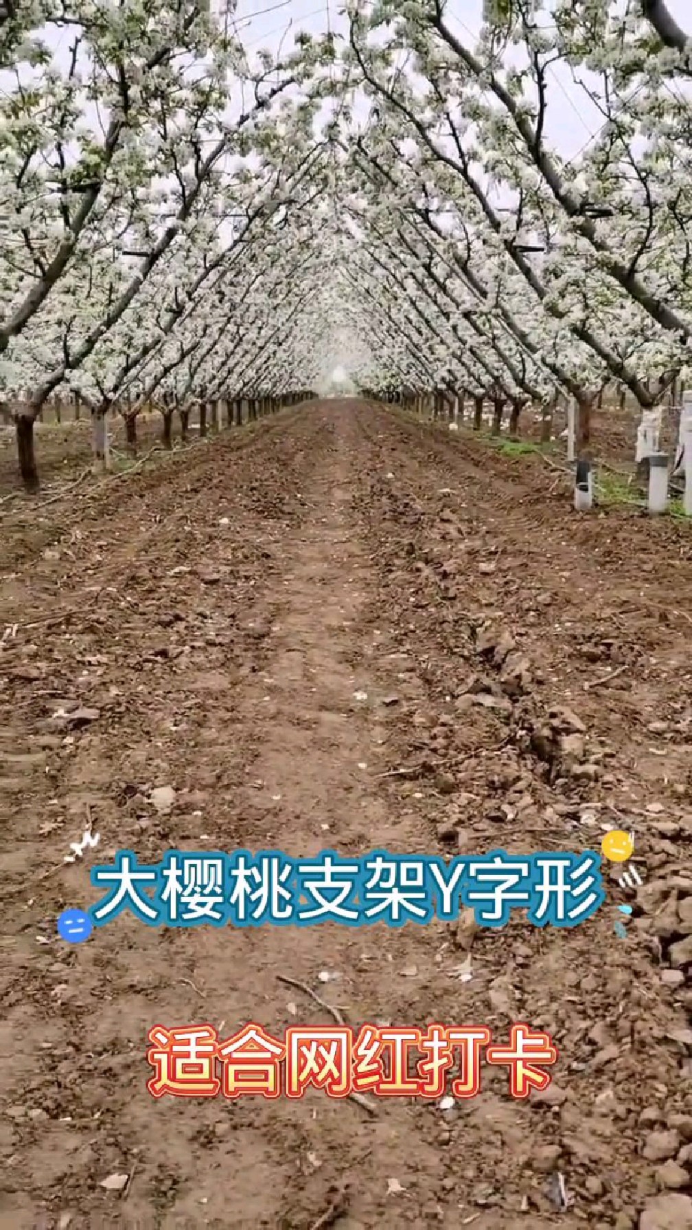 不常见的,y字樱桃树形,特别适合运营采摘园!