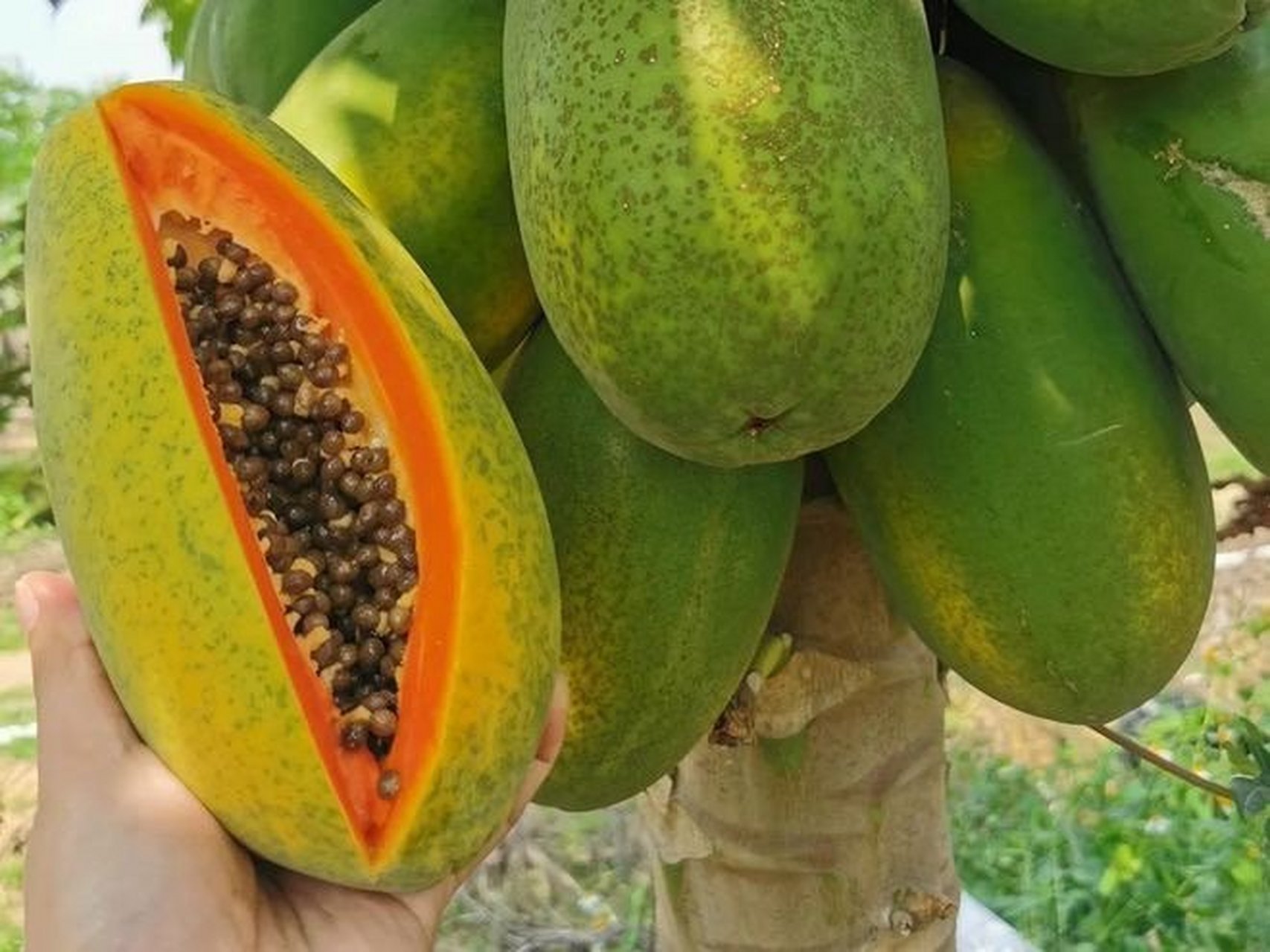 还有这款来自广西的红心木瓜,佣金也很低(农产品都不高的),但我之所以