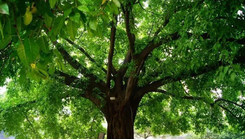 黄桷树什么时候落叶