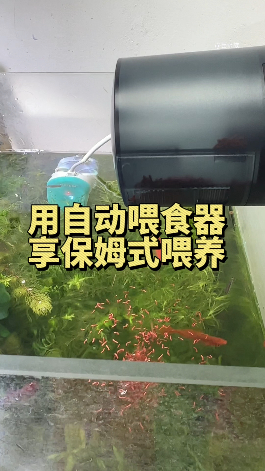 鱼自动喂食器制作方法图片