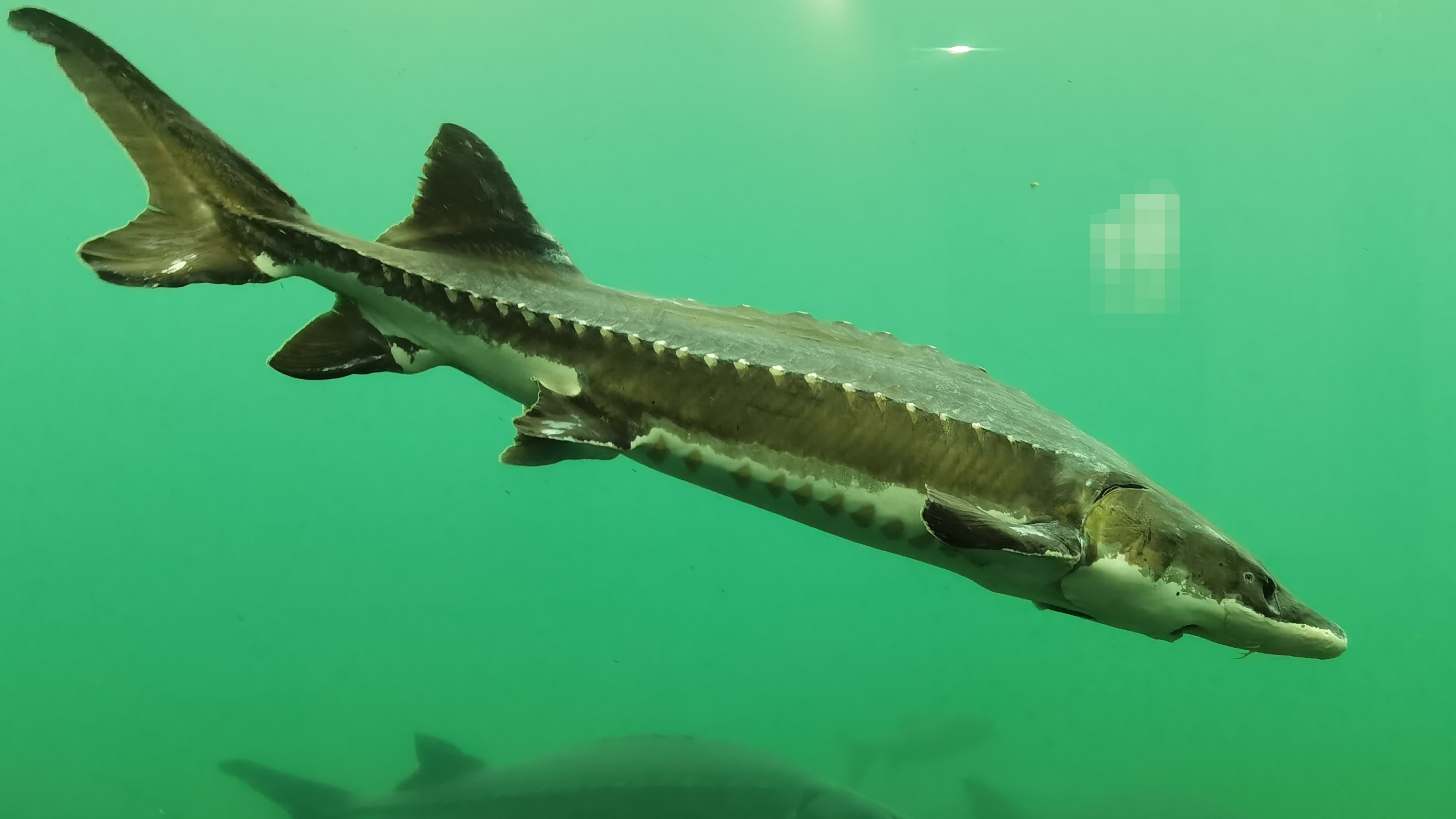 中华鲟:濒危物种,长江的璀璨明珠