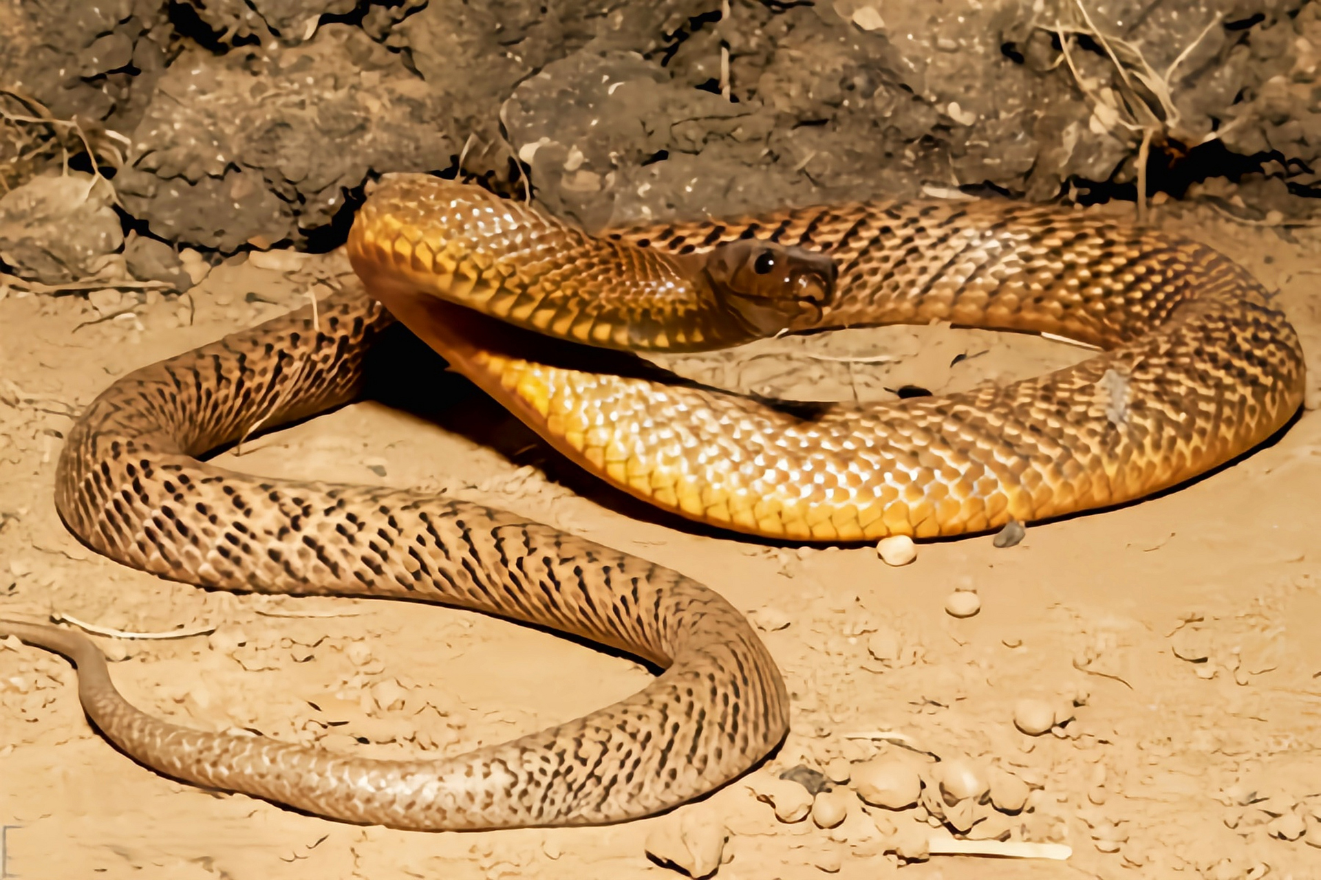 跨年创作挑战赛# 细鳞太攀蛇是经吉尼斯认证,地球上毒性强,攻击速度